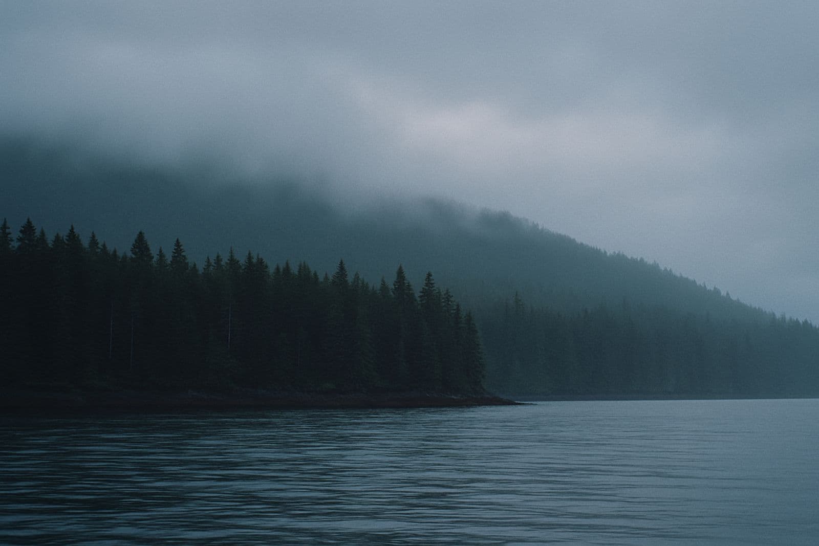 A misty spruce shoreline above calm grey water