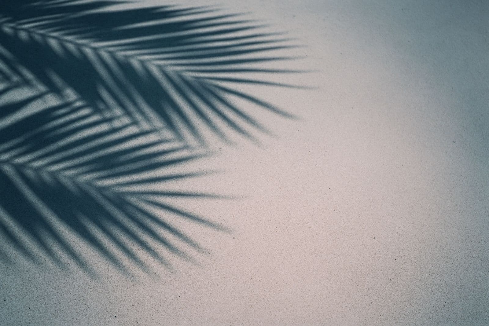 Palm-frond shadows across white sand